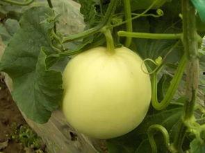 菜瓜最新事件爆料,揭秘背后惊人真相  第2张